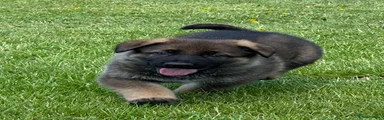 German Shepherd Puppy 1
