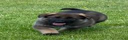 German Shepherd dogs for sale: Stunning KC Registered German Shepherd Puppies   - Advert 31