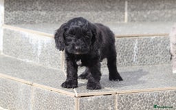 Cockapoo dogs for sale: F1 Cockapoo puppies for sale  - Image 6