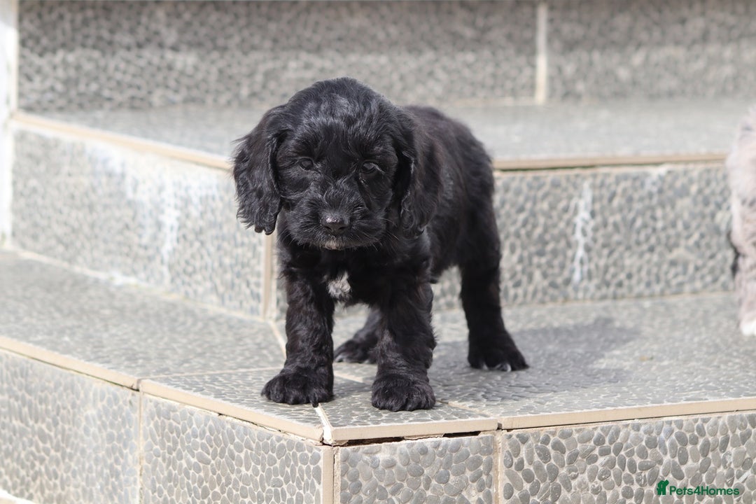 Cockapoo dogs for sale: F1 Cockapoo puppies for sale  - Image 6