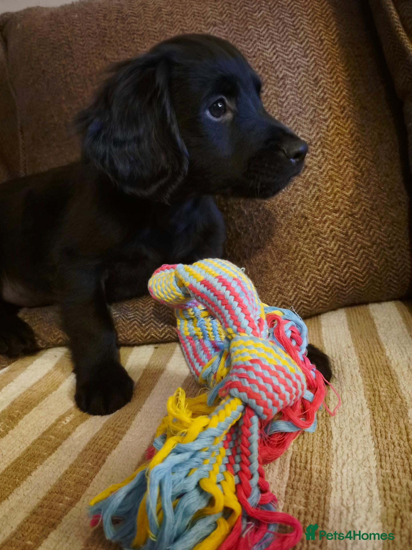 Mixed Breed dogs for sale: **READY NOW... LAST BOY** Cocker × Rottweiler  - Advert 19
