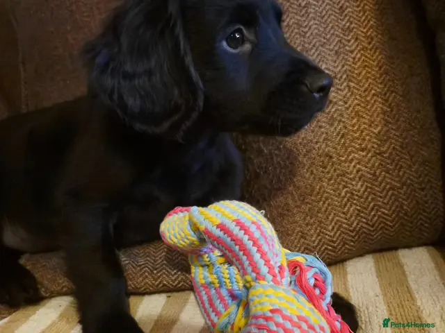 Mixed Breed dogs for sale: **READY NOW... LAST BOY** Cocker × Rottweiler - Advert 19