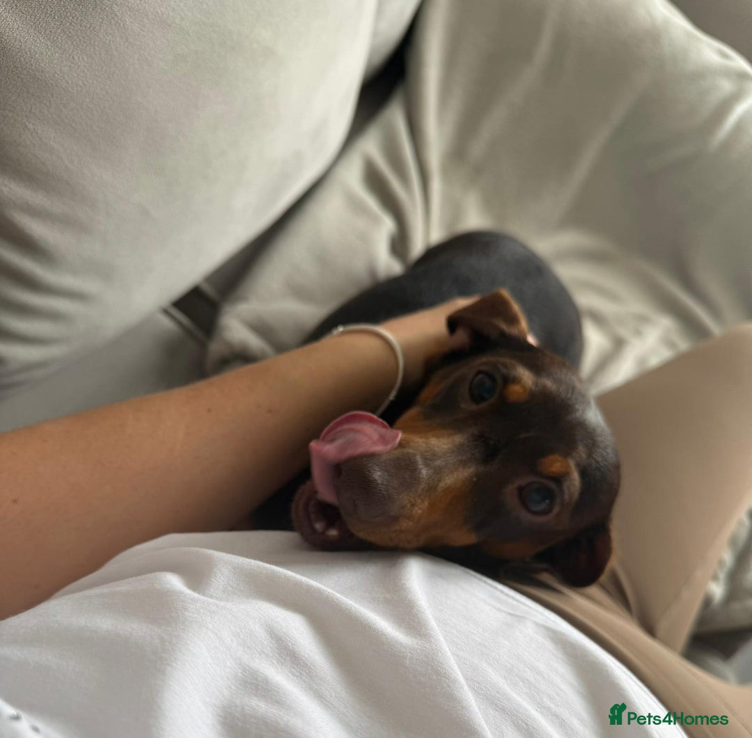 Miniature Dachshund dogs for sale: Beautiful lulu miniature dachshund  - Image 26