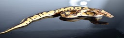 Python Snake reptiles for sale: Amazing baby ball pythons - Advert 38