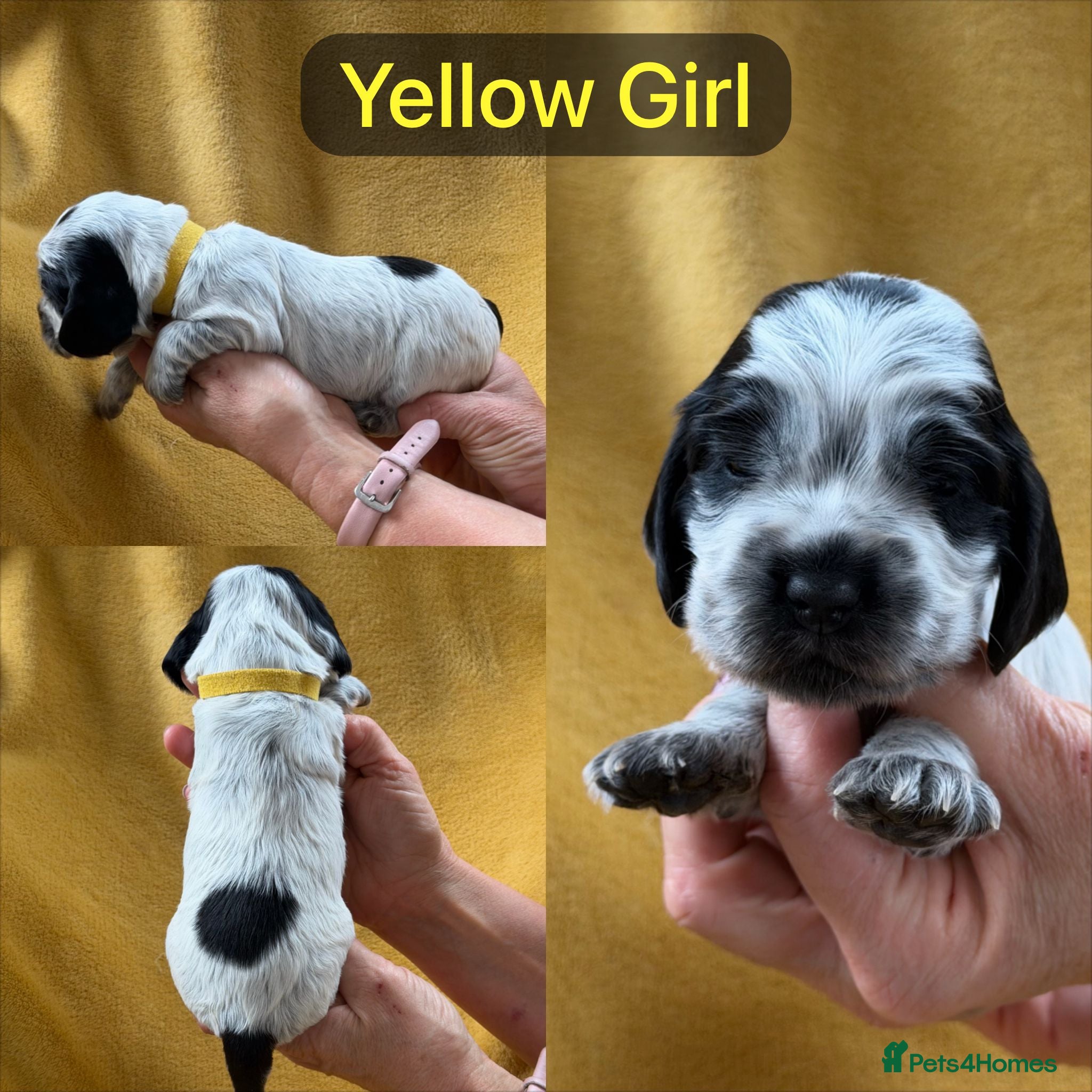 Cocker Spaniel dogs Kc, hip/Elbows, eye, dna clear parents - Advert 2