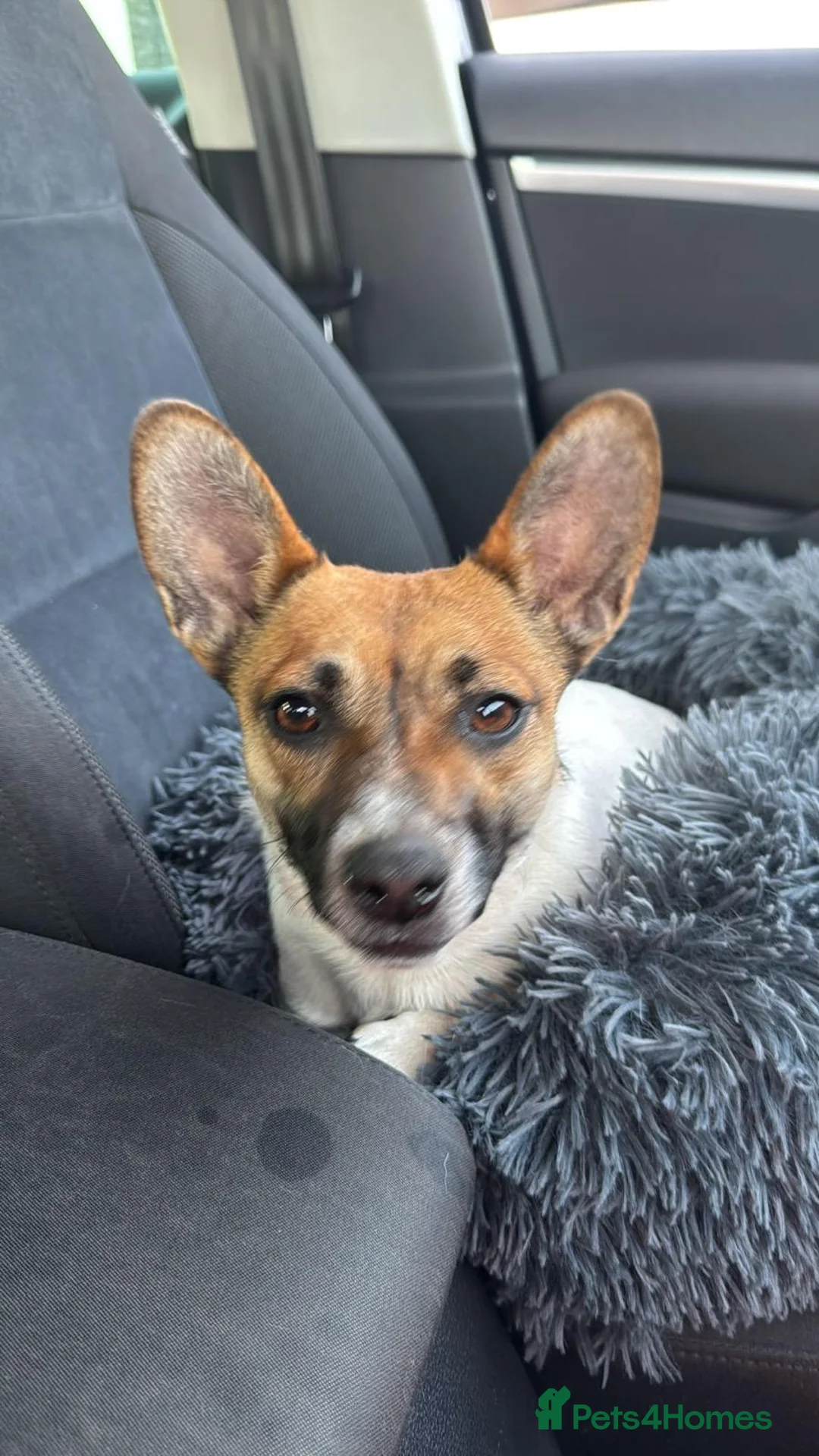 Jug dogs for sale: Beautiful little jug girl aged 20 months - Advert 1