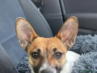 Jug dogs Beautiful little jug girl aged 20 months - Advert 1