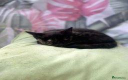 Mixed Breed cats for sale: Kittens for sale - Image 2