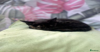 Mixed Breed cats - Advert 7