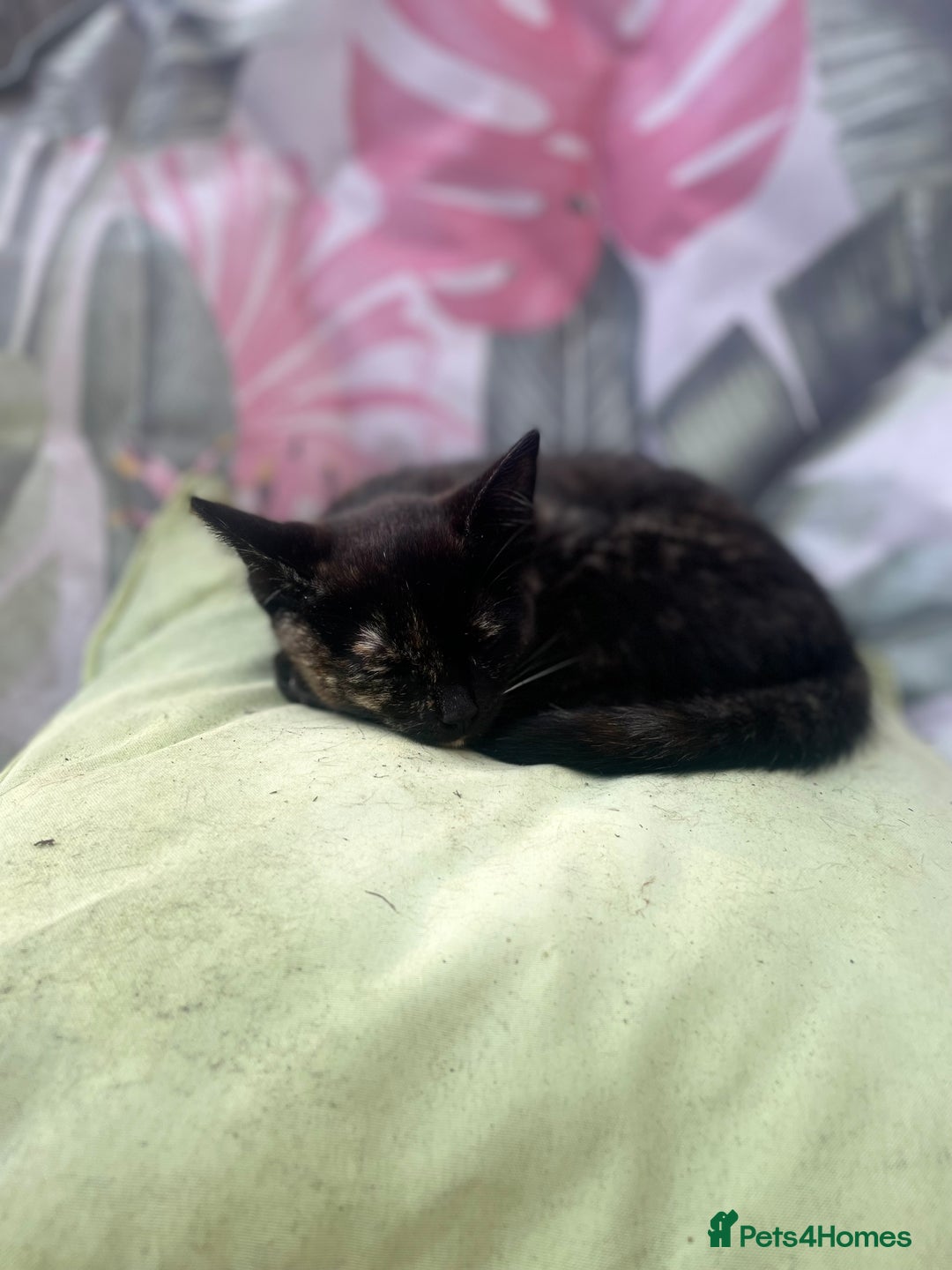Mixed Breed cats for sale: Kittens for sale - Image 2
