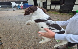 English Springer Spaniel dogs for sale: Springer Spaniel Females - Image 5