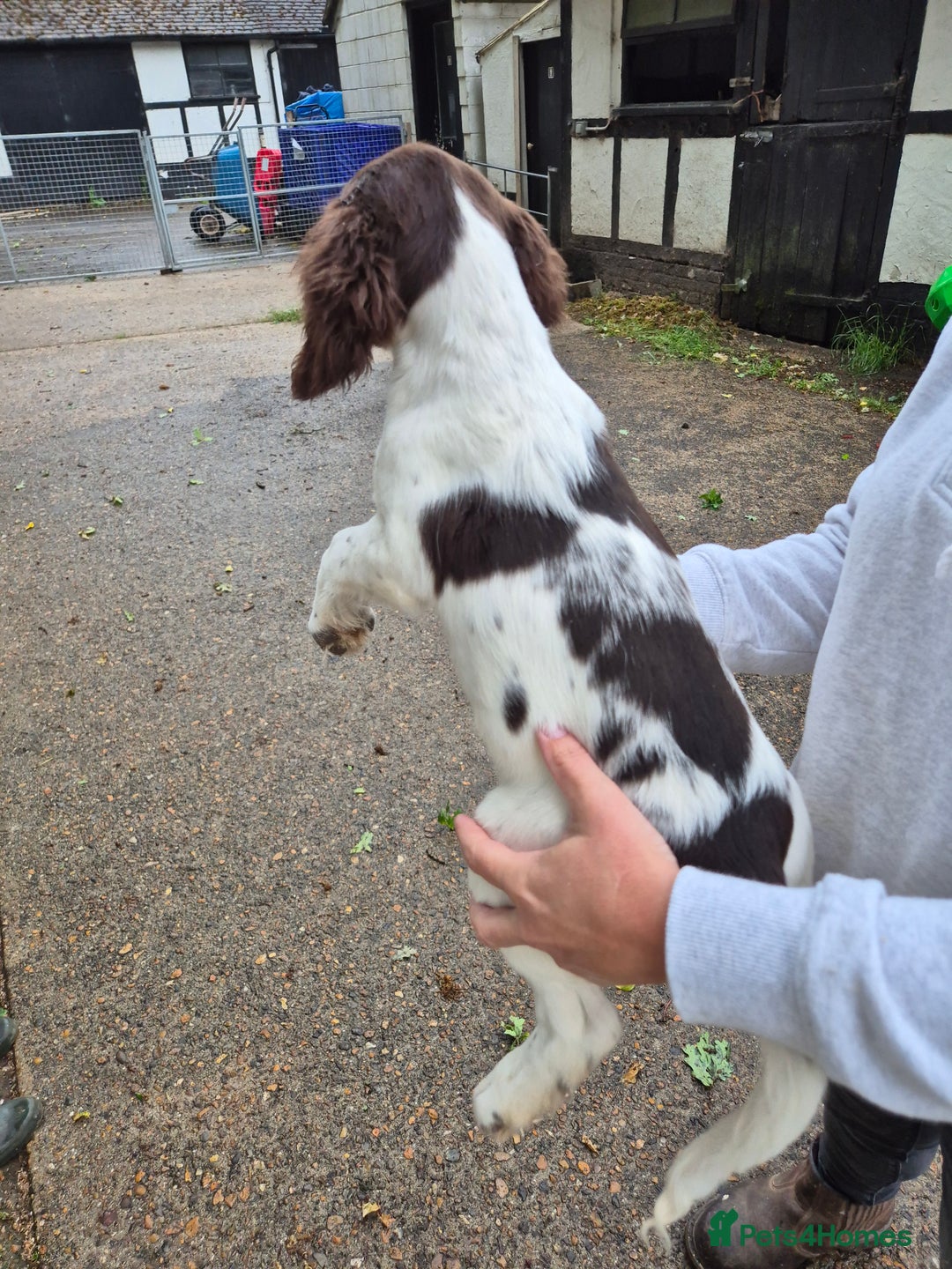 English Springer Spaniel dogs for sale: Springer Spaniel Females - Image 5
