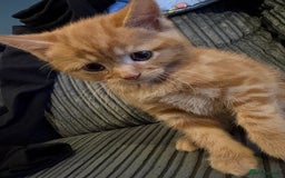 Mixed Breed cats for sale: Male ginger kitten  - Image 1