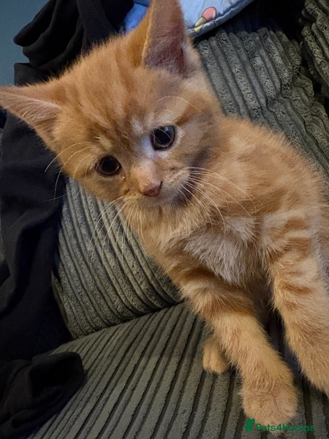 Mixed Breed cats for sale: Male ginger kitten  - Image 1