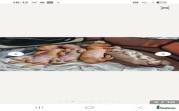 Miniature Dachshund dogs for sale: Miniature dachshund puppy  - Image 3