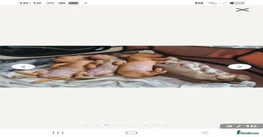 Miniature Dachshund dogs - Advert 8