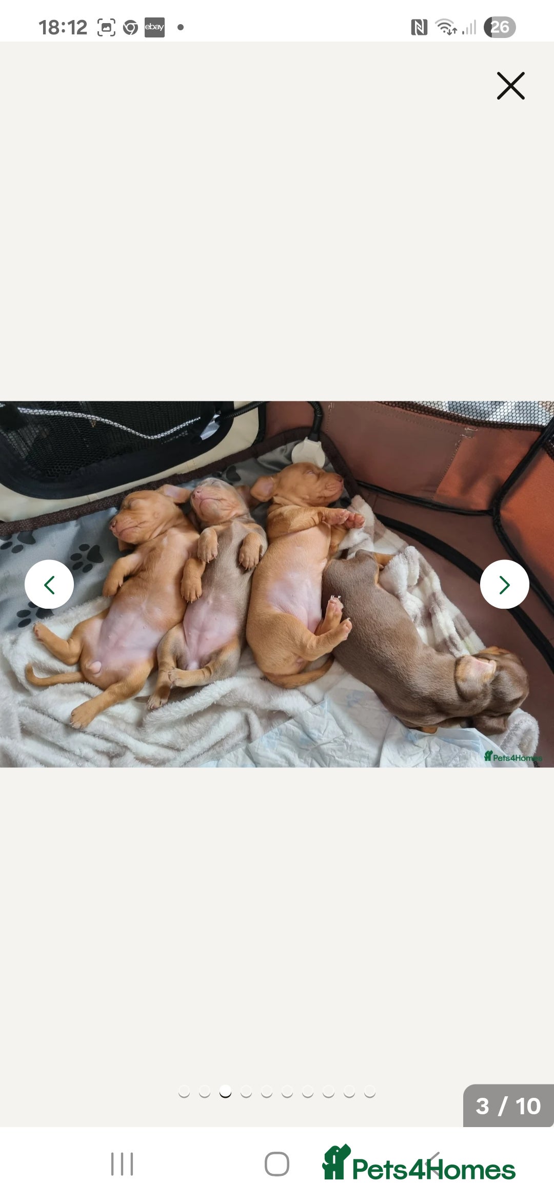 Miniature Dachshund dogs for sale: Miniature dachshund puppy  - Image 3