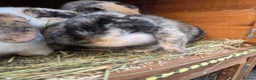 Mini Lop rabbits for sale: Beautiful mini lop babies ready now - Advert 4