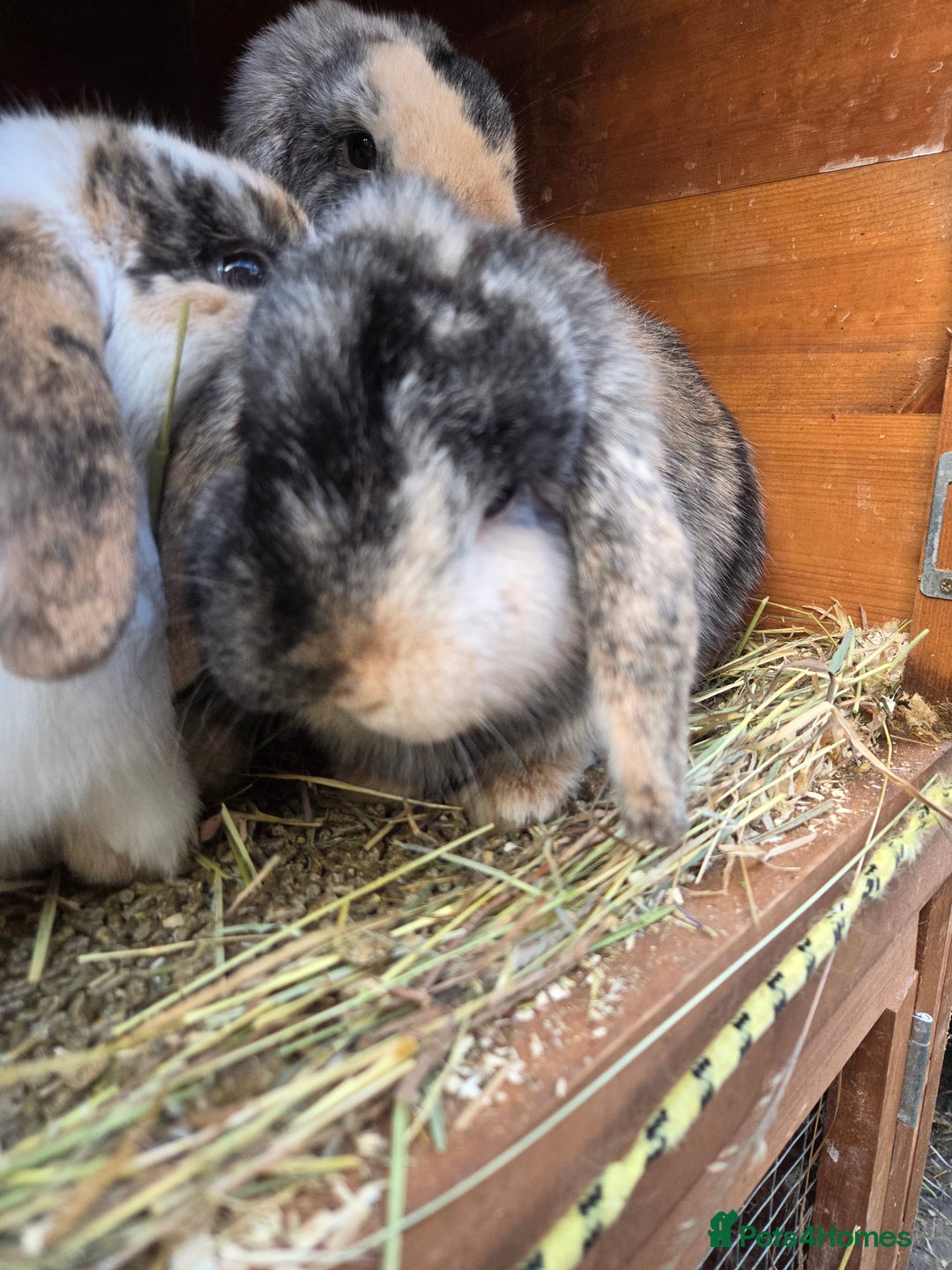 Mini Lop rabbits for sale: Beautiful mini lop babies ready now - Advert 4