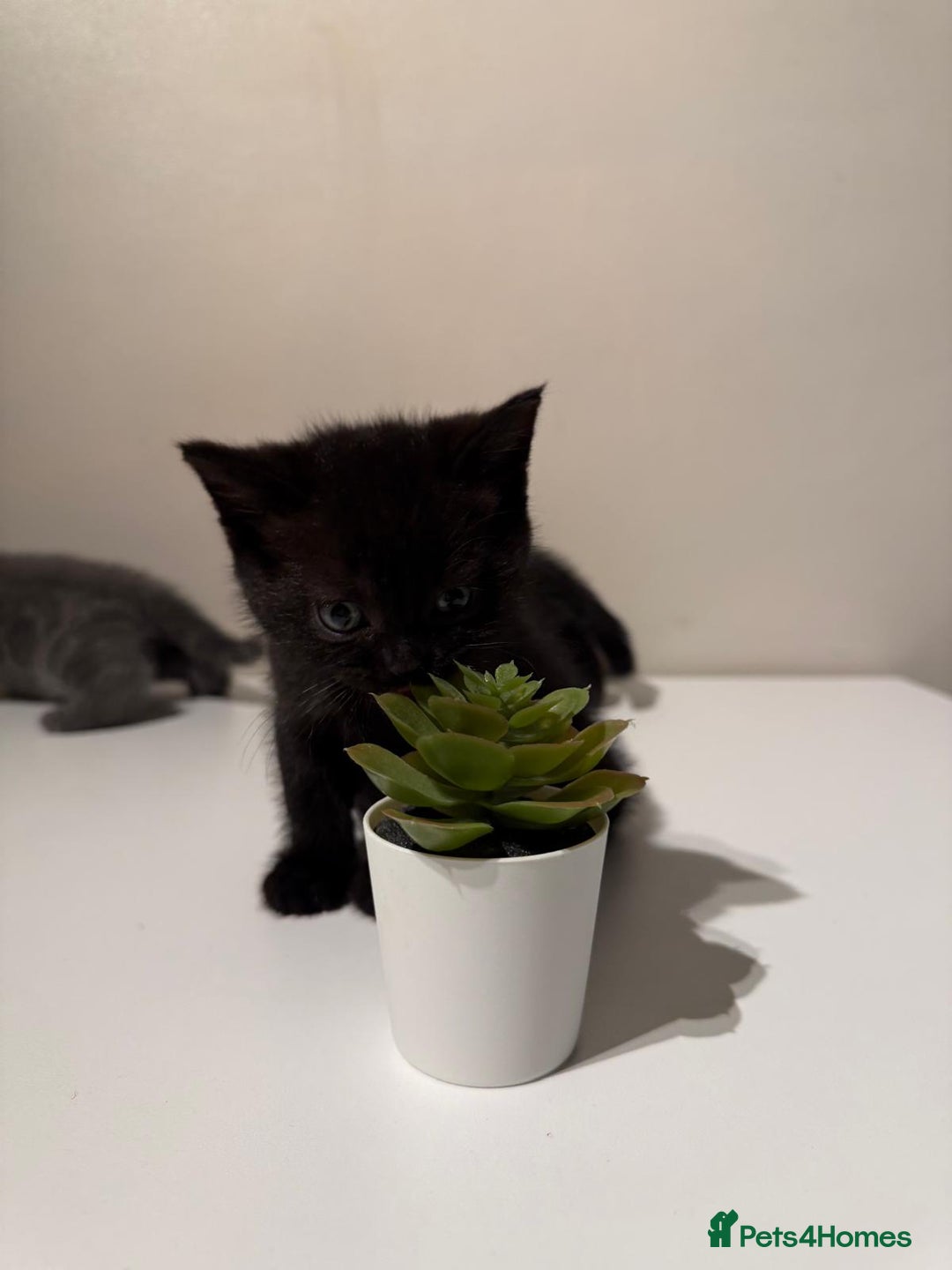 British Shorthair cats for sale: 🐾✨ 4 Tiny Superstars ✨🐾 - Image 10