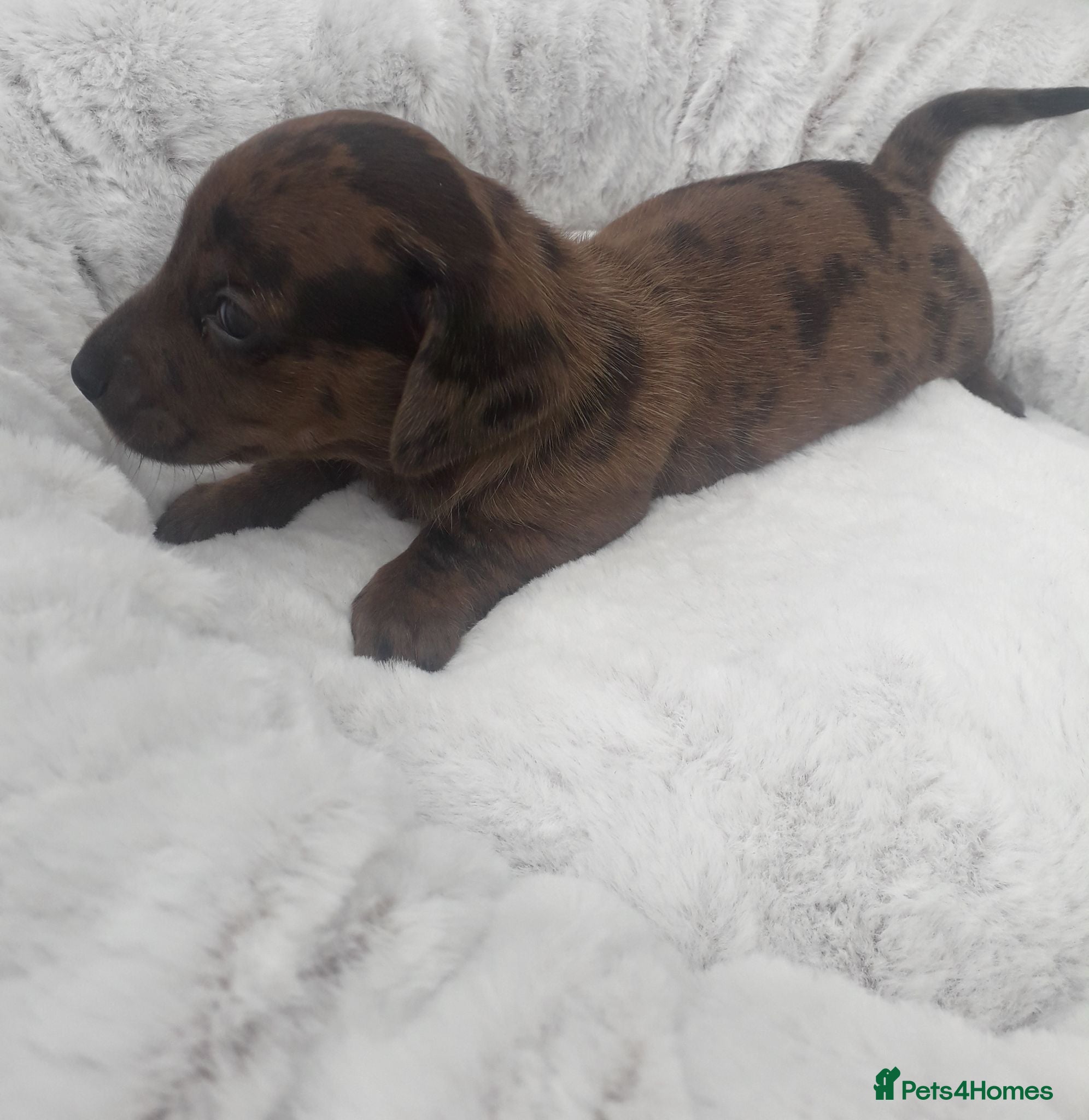 Miniature Dachshund dogs *TRUE*MINIATURE*DACHSHUNDS*AMAZING * QUALITY * - Advert 6