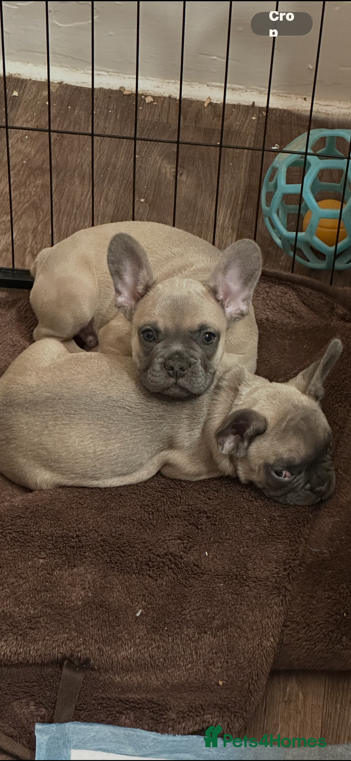 French Bulldog dogs French Bulldog Puppies for sale - Advert 5
