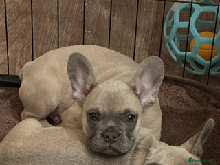 French Bulldog dogs French Bulldog Puppies for sale - Advert 4