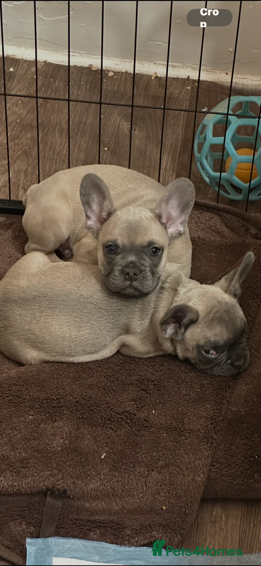 French Bulldog dogs for sale: French Bulldog Puppies for sale - Advert 1