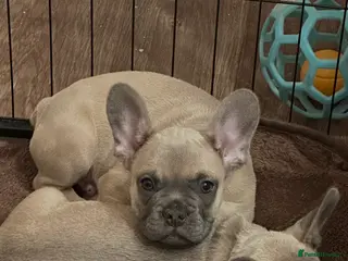 French Bulldog dogs French Bulldog Puppies for sale - Advert 9