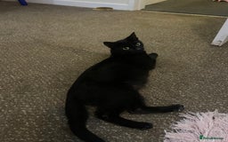 Mixed Breed cats for sale: Beautiful playful kittens  - Image 9