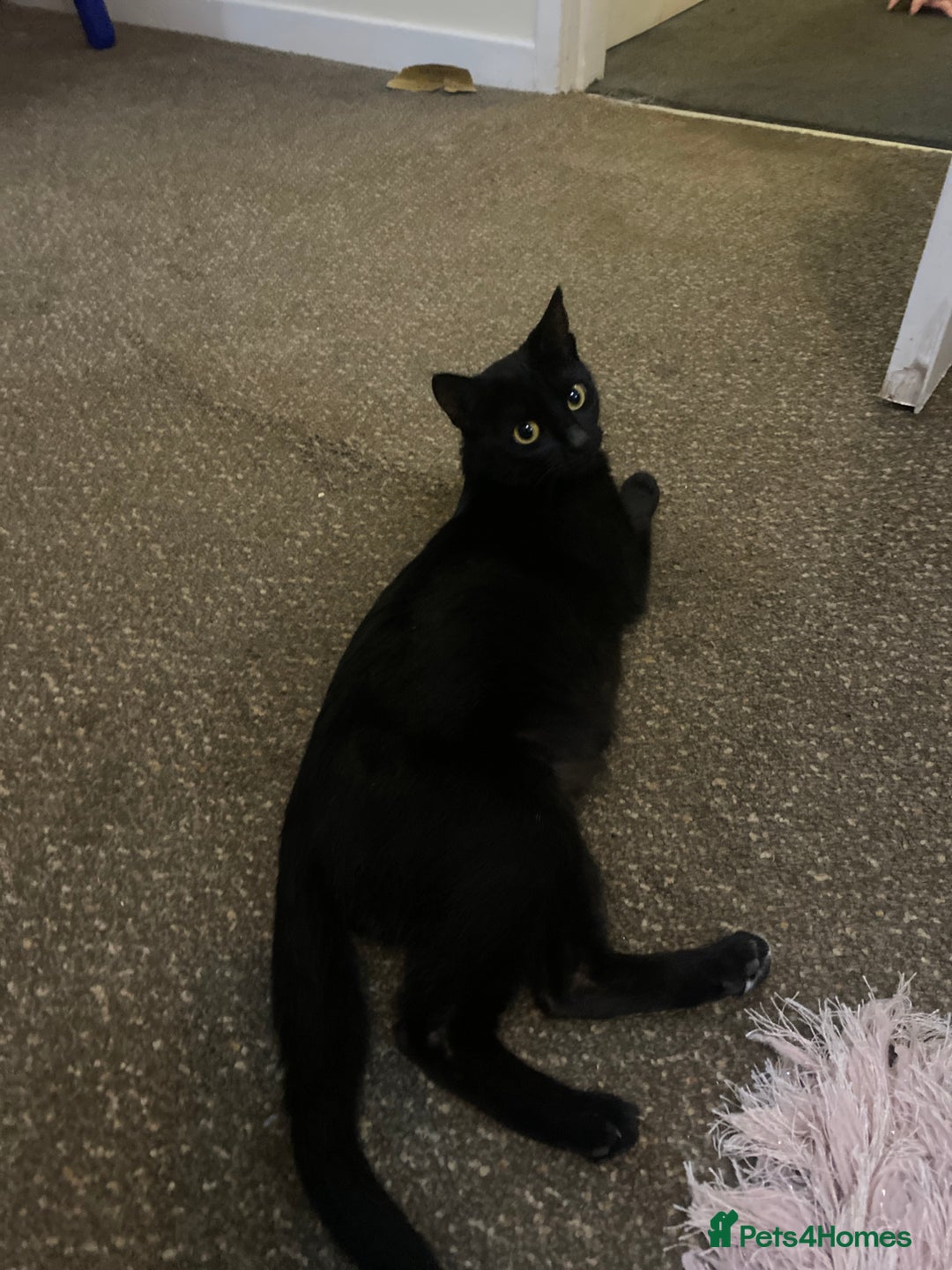 Mixed Breed cats for sale: Beautiful playful kittens  - Image 9