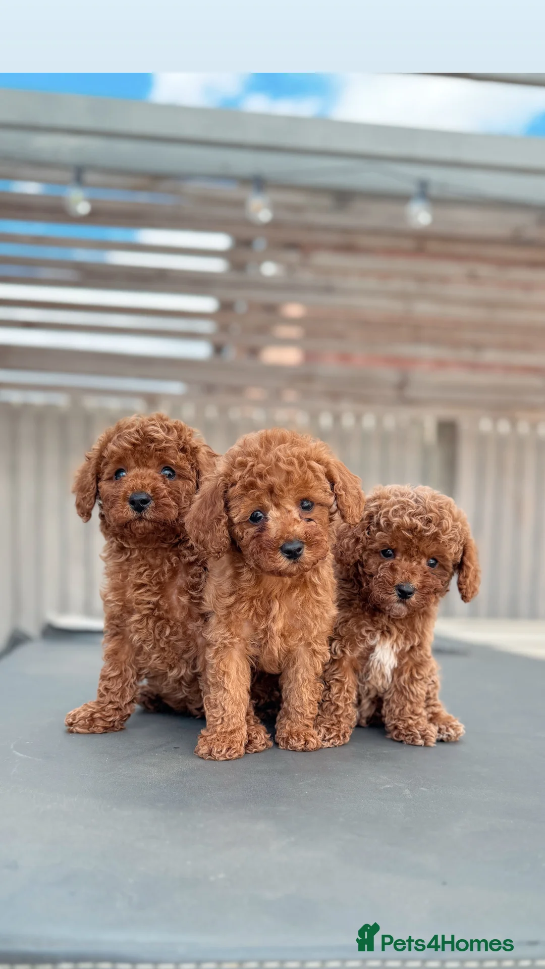 Cavapoo dogs for sale: Premium TOY F1BB TEDDY cavapoo - Advert 3