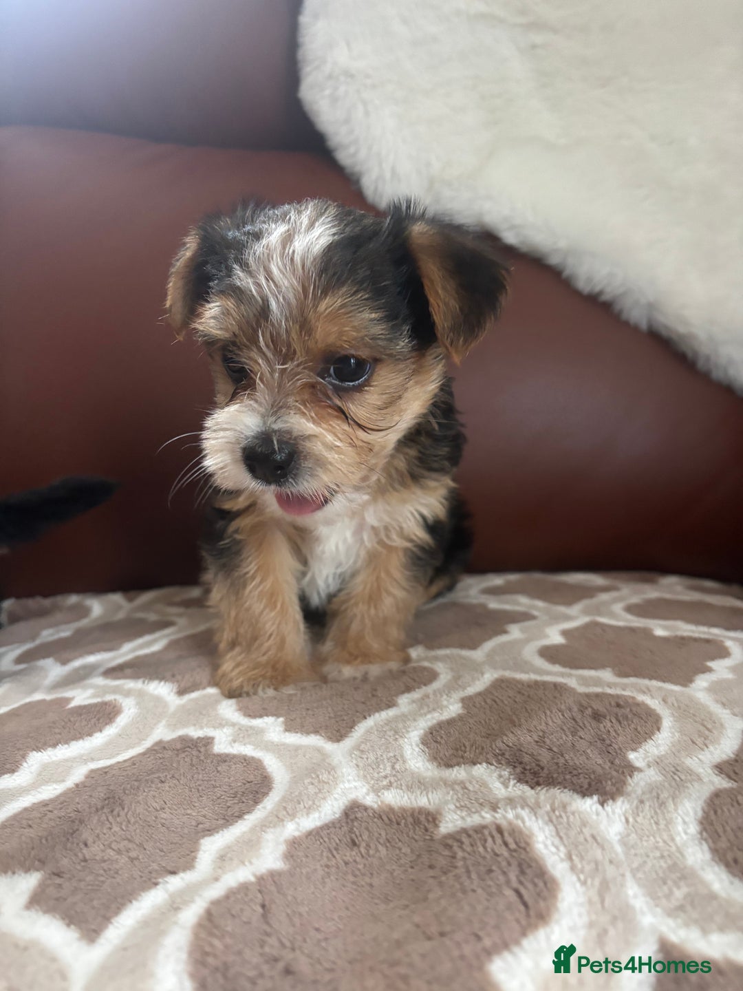 Mixed Breed dogs for sale: Yorkshire terrier/Jack Russell - Image 32