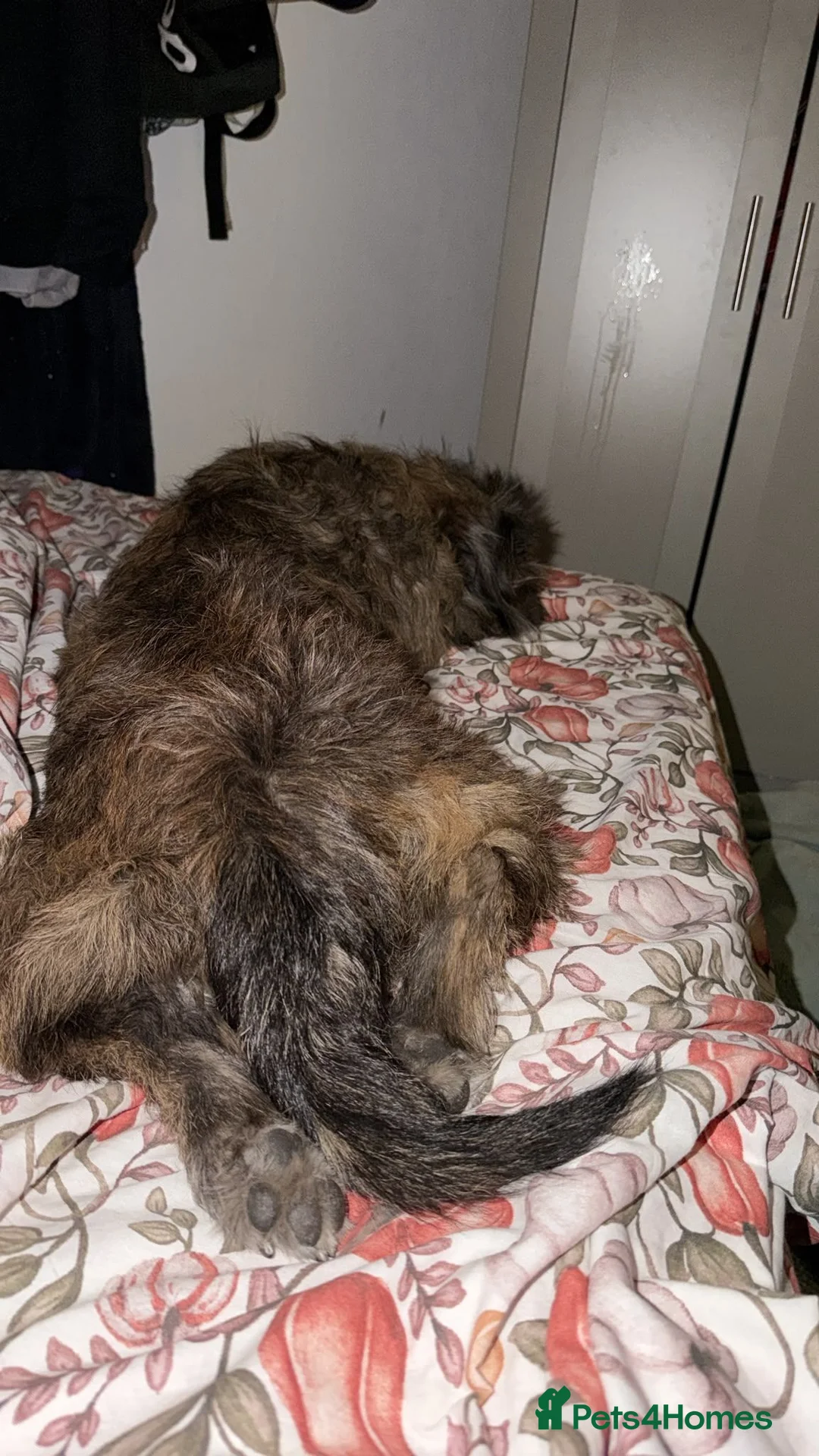 Mixed Breed dogs for sale: Rottweiler cross shihtzu AKA shihweiler - Advert 2