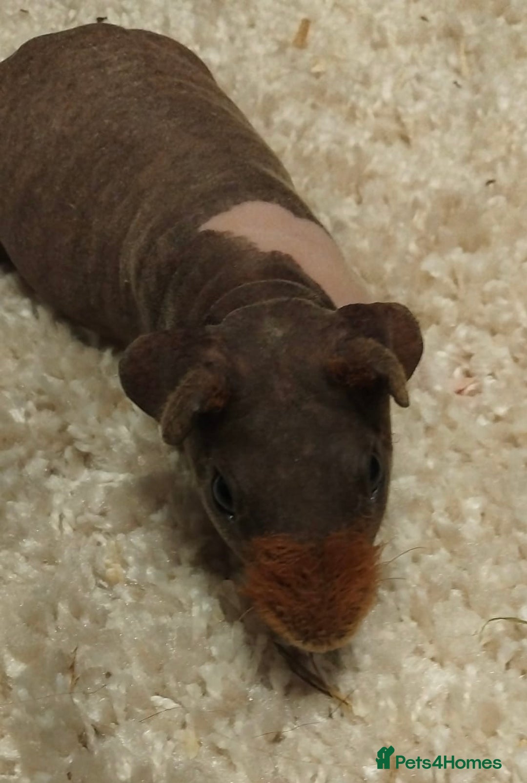Guinea Pig rodents for sale: * RARE FULL BREED SKINNY PIG BABIES! - Advert 2