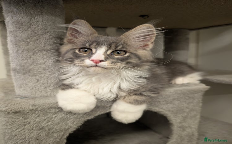 Maine Coon cats - Advert 9
