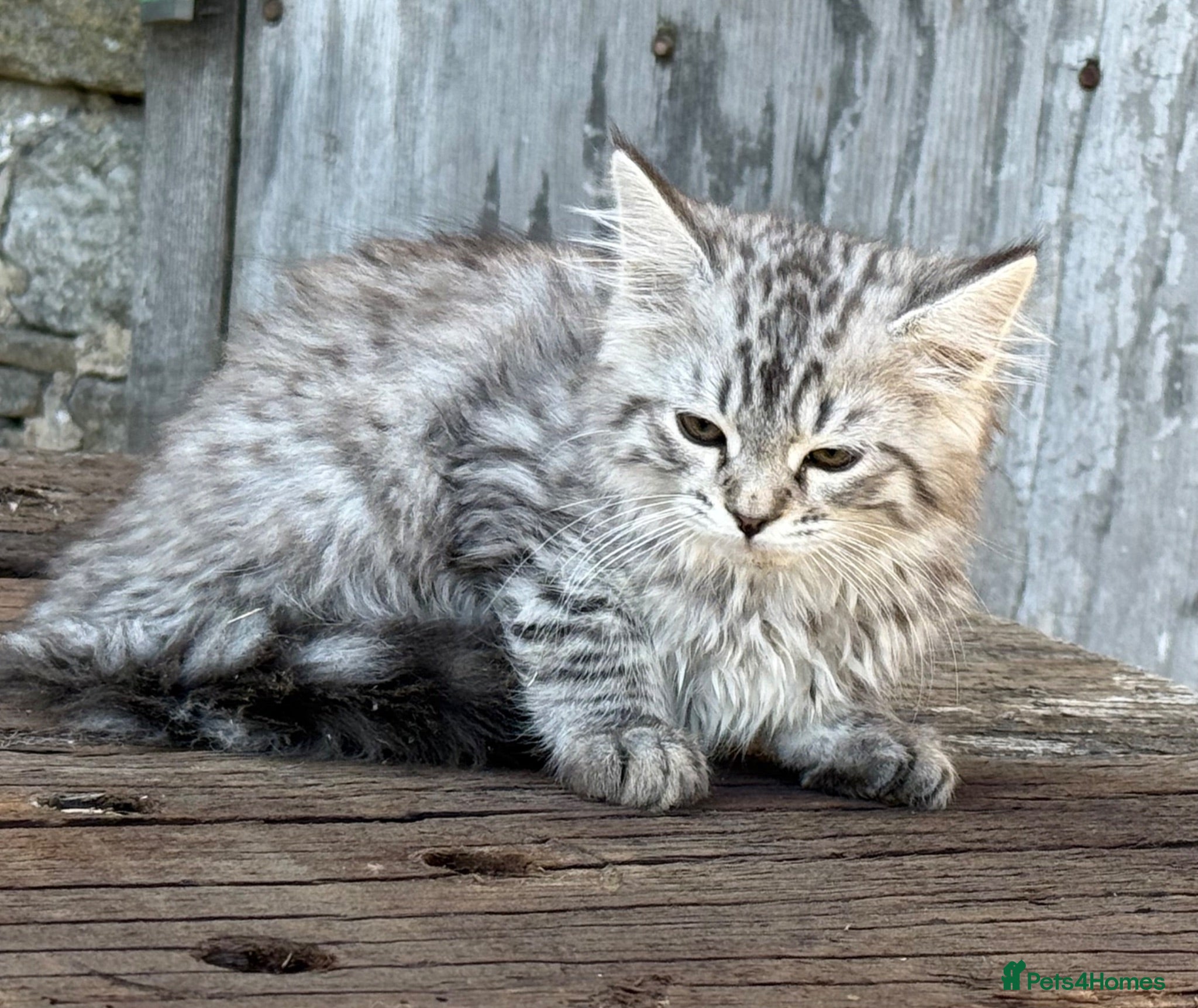 Maine Coon cats Stunning Maine coon x kitten  - Advert 1