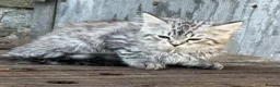 Maine Coon cats for sale: Stunning Maine coon x kitten  - Advert 1