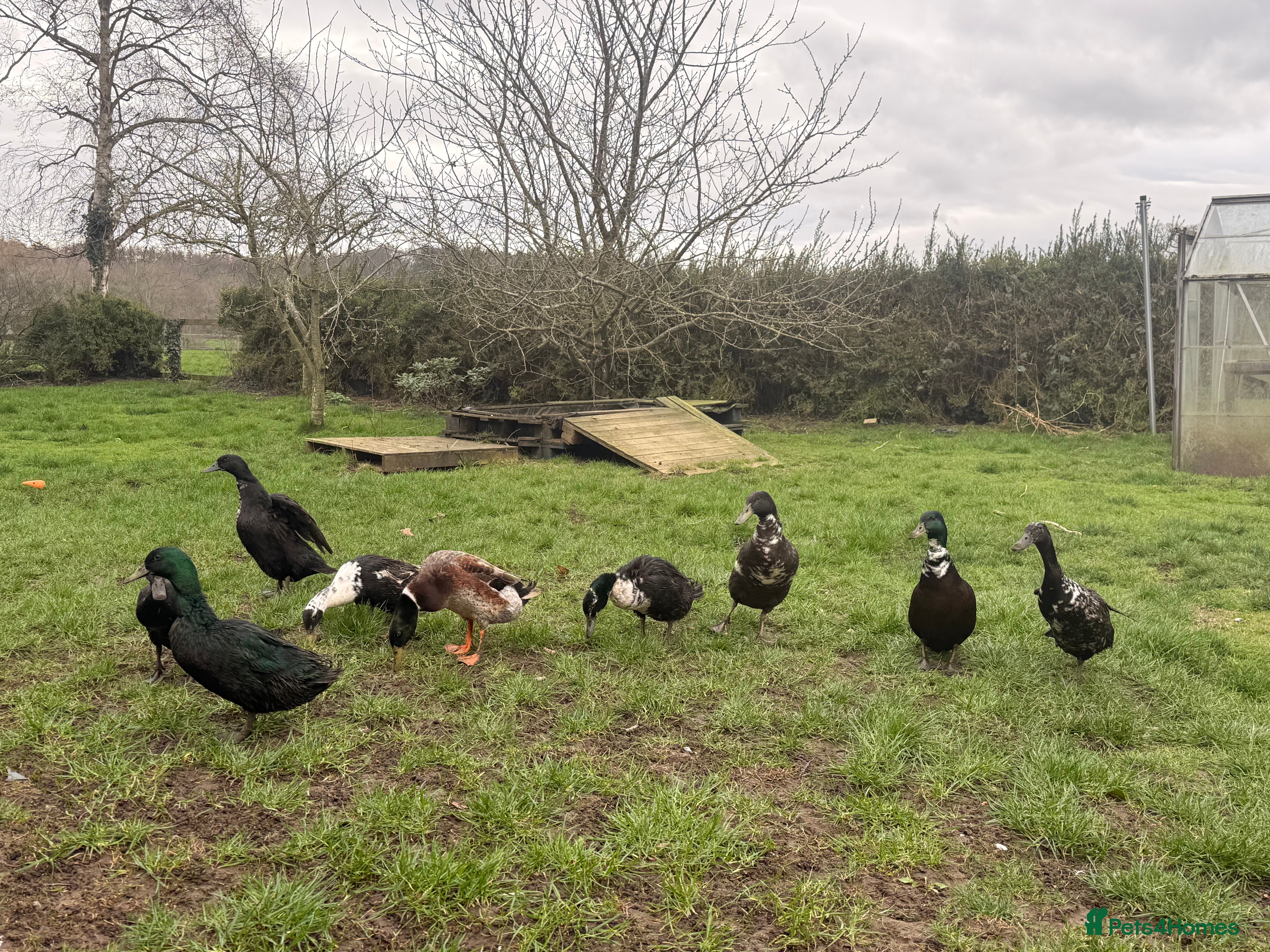 Ducks poultry 2 male runner/cayuga ducks available  - Advert 2