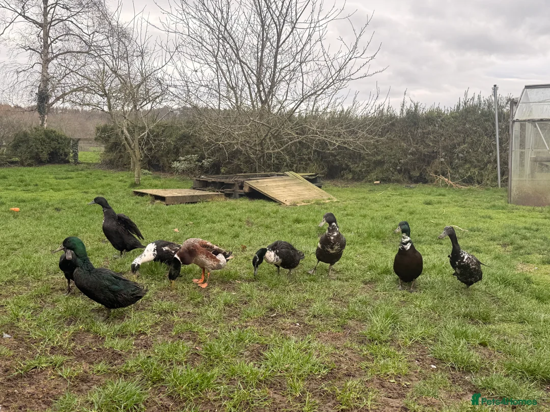 Ducks poultry for sale: 2 ducks for sale male & female  - Advert 2