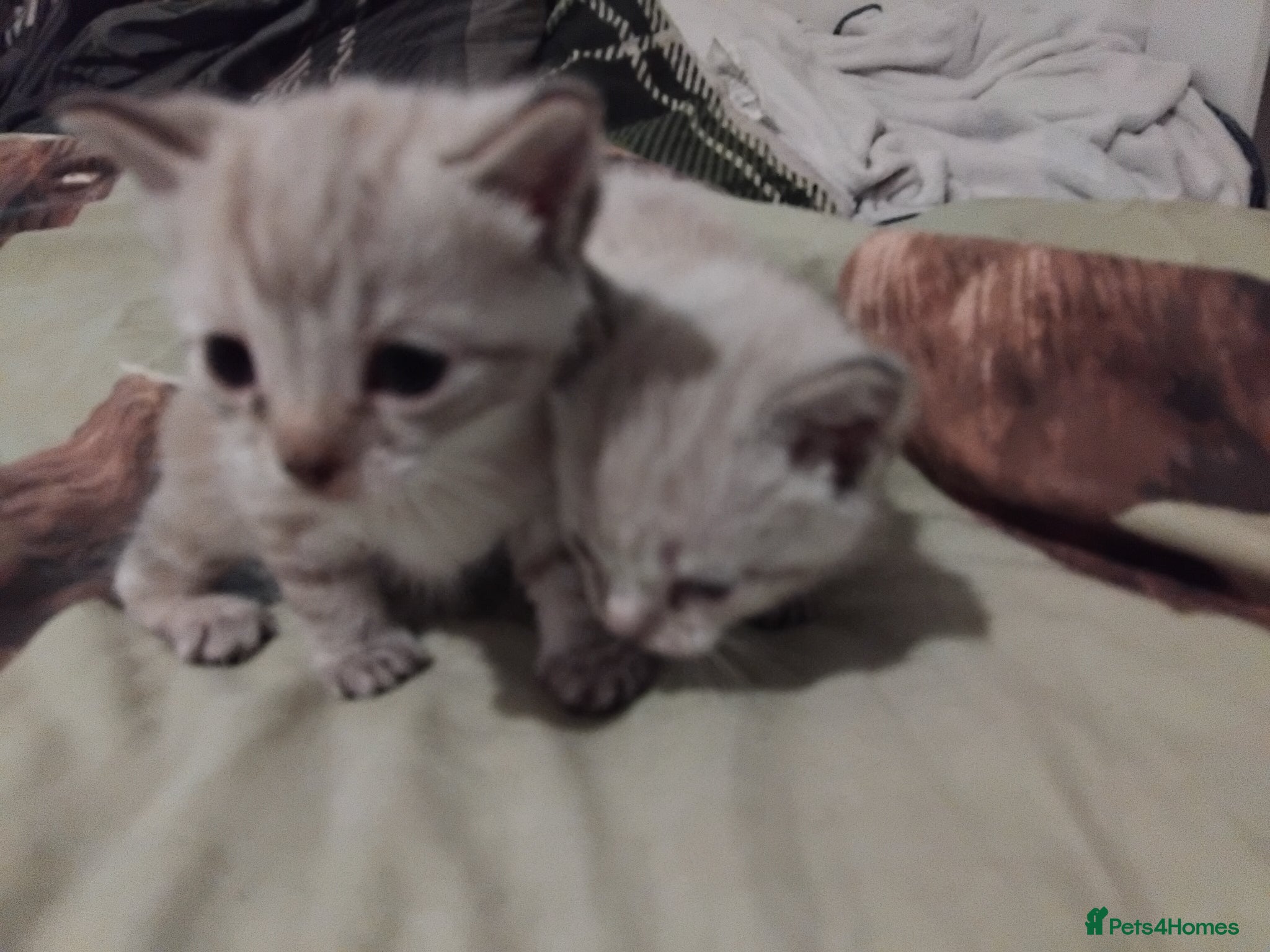 British Shorthair cats kittens for sale  - Advert 1