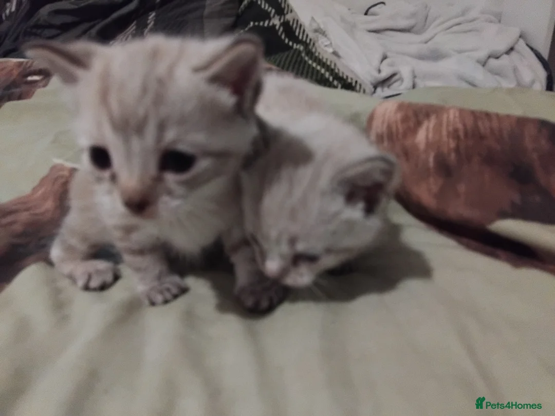 British Shorthair cats for sale: kittens for sale  - Advert 1
