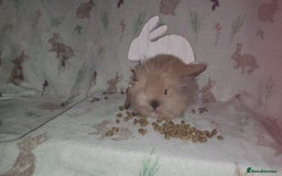 Mini Lion Lop rabbits for sale: Mini lion lops double mane - Image 4