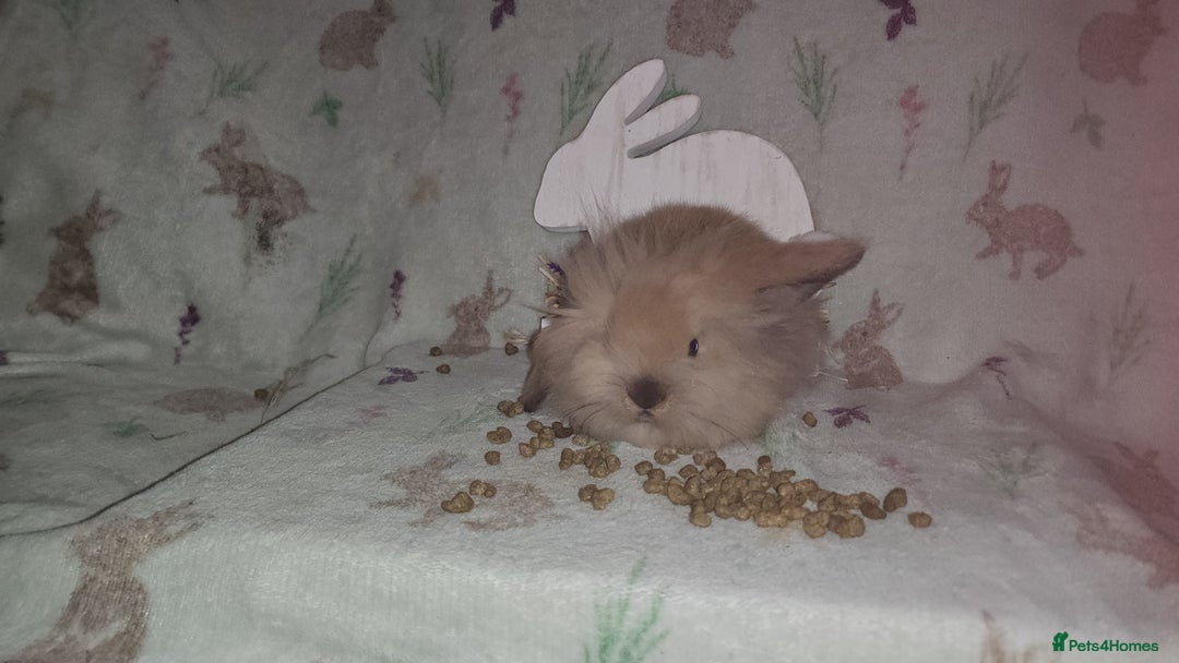 Mini Lion Lop rabbits for sale: Mini lion lops double mane - Image 4