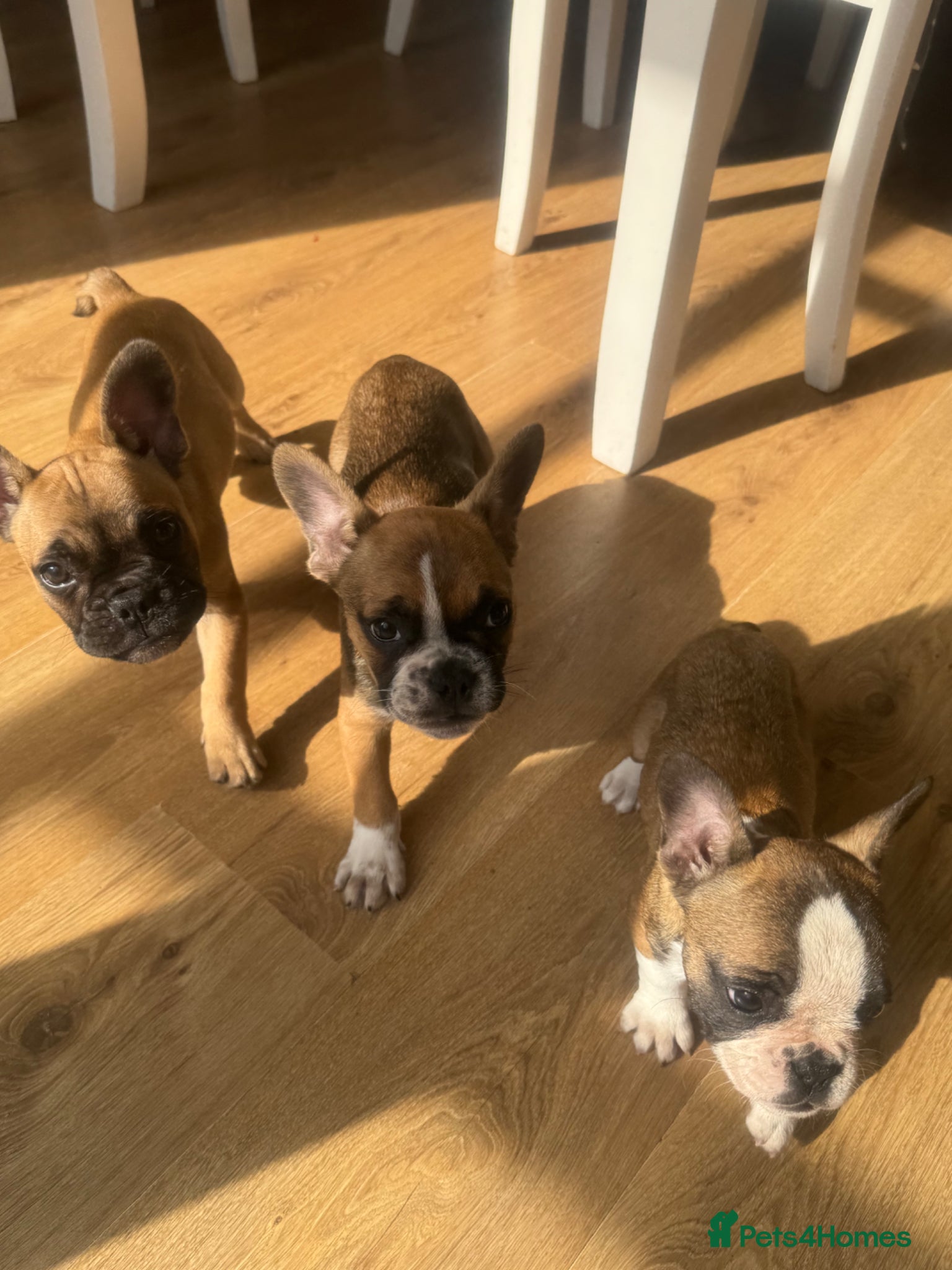 French Bulldog dogs French bull dogs  - Advert 1