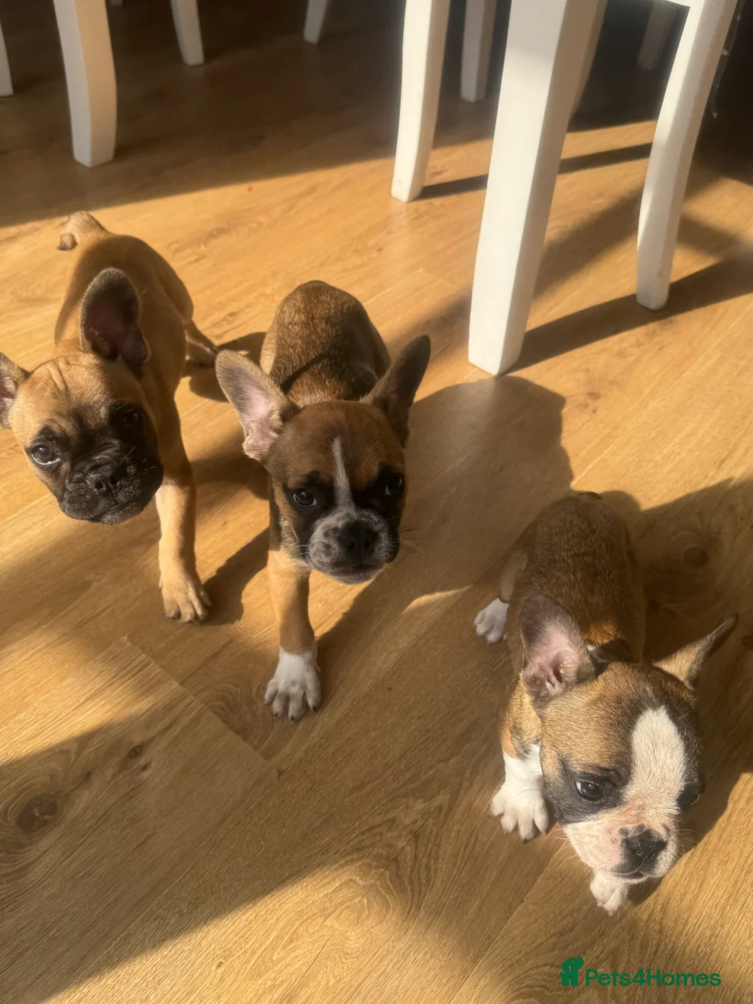 French Bulldog dogs for sale: French bull dogs  in Epsom - Advert 1