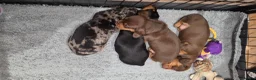Miniature Dachshund dogs for sale: Beautiful miniature Dachaunds  - Advert 6