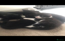 Domestic Shorthair cats for sale: 2 Kittens for Sale ASAP  - Image 2