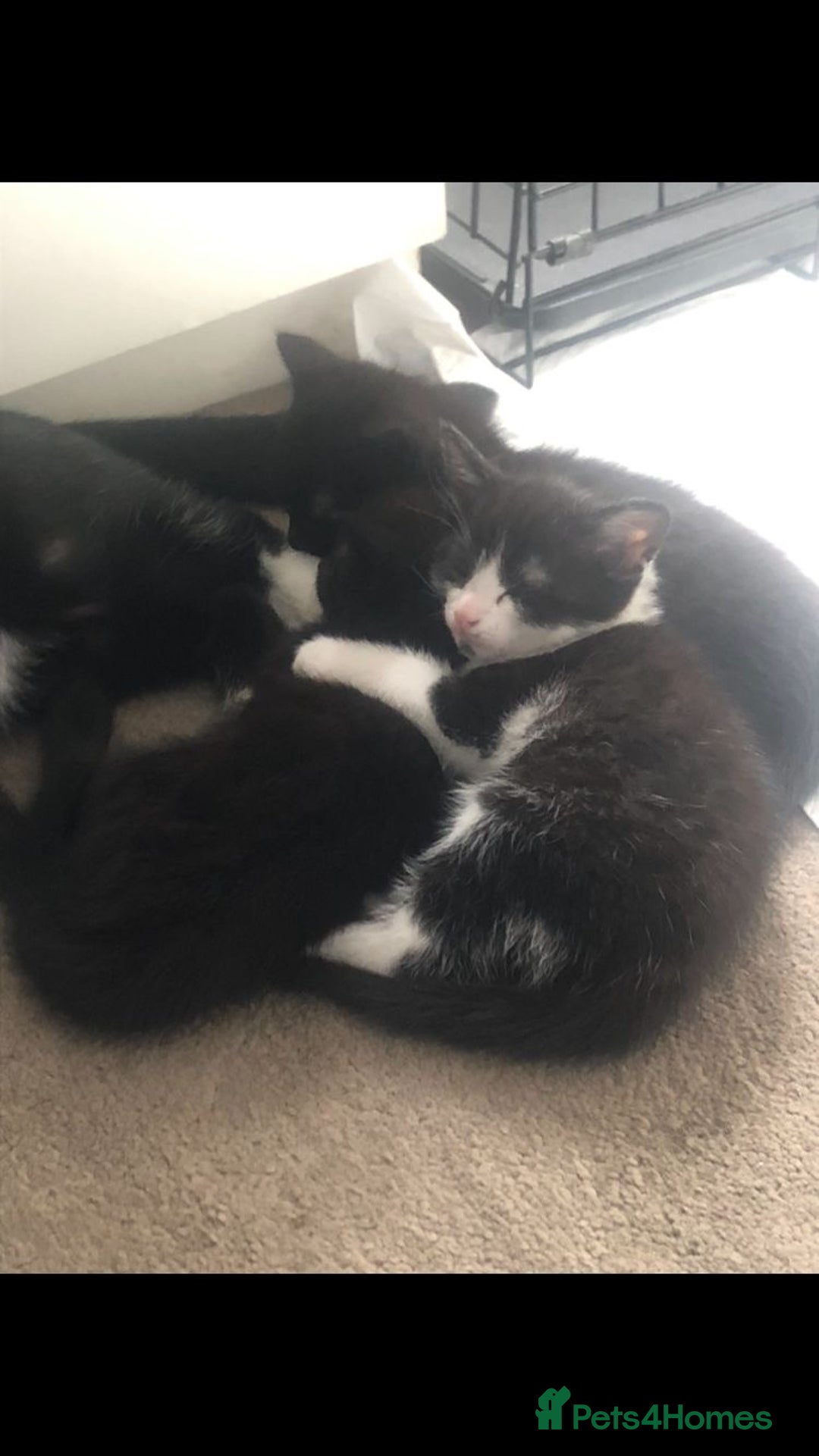Domestic Shorthair cats for sale: 2 Kittens for Sale ASAP  - Image 2