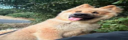 Akita dogs for sale: 6 month puppy  - Advert 3